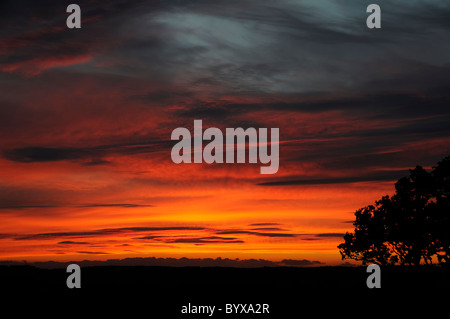 Tree silhouetted against a sunset Banque D'Images