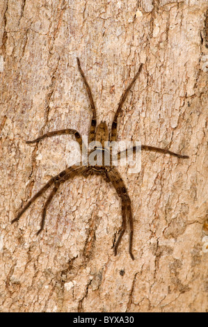 Heteropoda venatoria araignée Huntsman l'Inde Banque D'Images