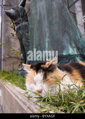 Chat Calico qui peut accueillir à l'entrée de la crypte funéraire, cimetière de Recoleta, Buenos Aires, Argentine. Banque D'Images