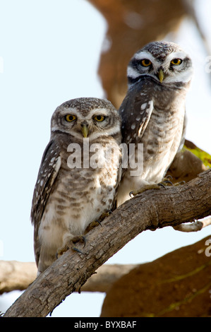 Spotted Owlet Athene brama Inde Banque D'Images