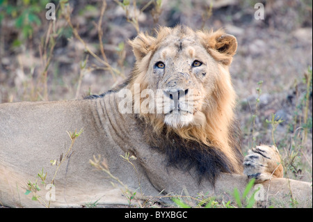 Asiatic lion Panthera leo persica Inde Banque D'Images