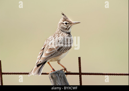 Crested Lark Galerida cristata Lesbos, Grèce Banque D'Images