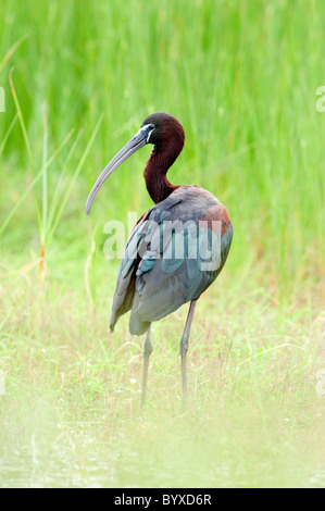 Ibis falcinelle Plegadis falcinellus Lesbos, Grèce Banque D'Images