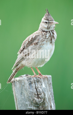 Crested Lark Galerida cristata Lesbos, Grèce Banque D'Images