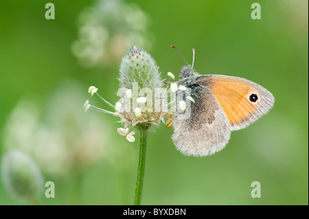 Coenoympha papillon Small Heath pamphilus Grèce Banque D'Images