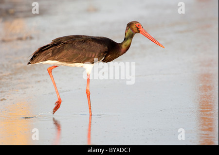 Cigogne noire Ciconia nigra de l'île de Lesbos en Grèce Banque D'Images