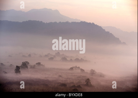 Voir misty Morning Sunrise Corbett, Inde Banque D'Images