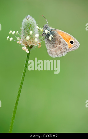 Coenoympha papillon Small Heath pamphilus Grèce Banque D'Images