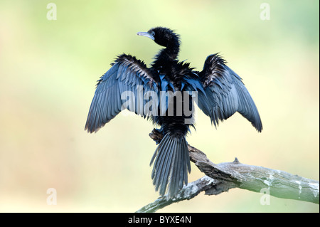 Ailes de séchage Cormorant Phalacrocorax niger Inde Banque D'Images