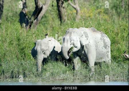 Les éléphants d'Asie Elephas maximus Inde alimentation Banque D'Images