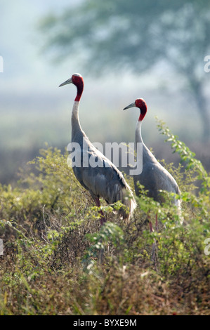 Sarus Crane Grus antigone Ghana Inde Keoladeo Banque D'Images