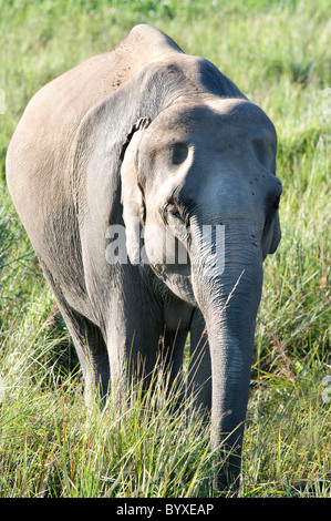 Les éléphants d'Asie Elephas maximus Inde alimentation Banque D'Images