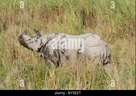 Rhinocéros indien Rhinoceros unicornis Inde Kaziranga Banque D'Images