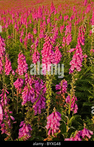 La digitale pourpre ou commune Digitalis purpurea Devon UK Banque D'Images