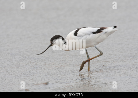 L'alimentation en eau peu profonde Avocet Banque D'Images