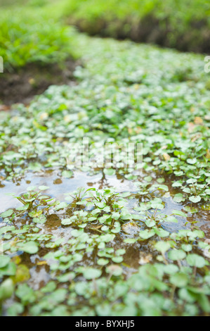 Le cresson cultivé dans un environnement naturel au Honduras, Amérique centrale. Banque D'Images