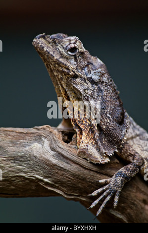 Lézard à collerette Banque D'Images