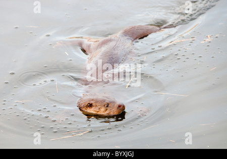 Une loutre d'Europe sur le lac Windermere à Ambleside, Lake District, UK. Banque D'Images