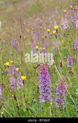 Orchidées parfumées Gymnadenia conopsea sur chalk downland à Pewsey Downs National Nature Reserve, Wiltshire England UK Banque D'Images