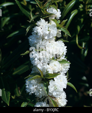 Prunus glandulosa 'Alba Plena' flowering cherry Banque D'Images