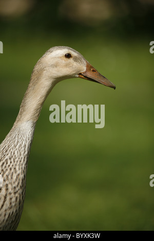 Indische Laufente / duck Banque D'Images