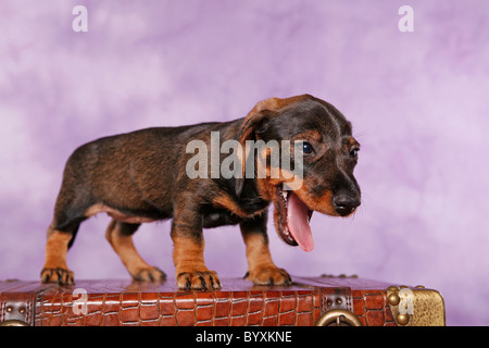 Rauhaardackel Welpe / Chiot Teckel Banque D'Images