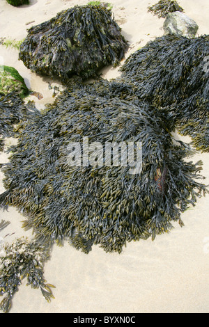 Fucus vésiculeux ou Bladderrack, Fucus vesiculosus, Fucaceae, Phéophycées, Heterokontophyta, Chromalveolata. Un type d'algues. Banque D'Images