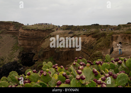 Randonneurs marchant le long des spectaculaires falaises volcaniques de l'île de São Miguel, aux Açores, lors d'une randonnée pittoresque. La poire Prickly Drooping est présente. Banque D'Images