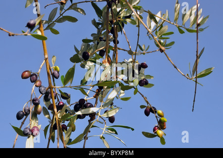 Prêts pour la récolte des olives sur l'arbre d'olive branch. Banque D'Images