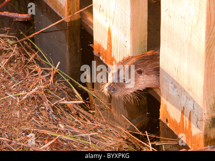 Une loutre d'Europe sur le lac Windermere à Ambleside, Lake District, UK. Banque D'Images