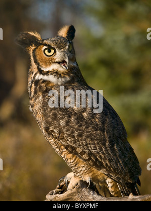 Grand-duc d'Amérique perché sur une branche à la recherche sur le côté Banque D'Images