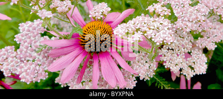 Magnus (Echincacea Échinacée purpurea) . Les jardins de l'Oregon (Oregon) Banque D'Images