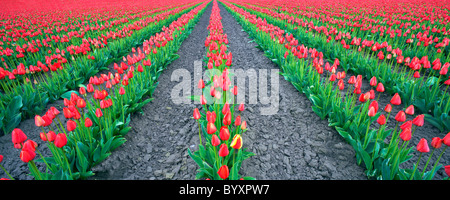 Domaine de tulipes rouges et un jaune tulip panormia. Près de Mt. Vernon. Washington Banque D'Images