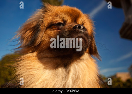 Tibetan Spaniel en soleil Banque D'Images