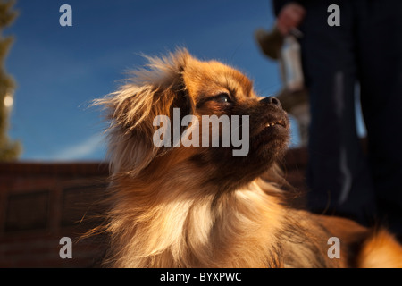 Tibetan Spaniel en soleil Banque D'Images