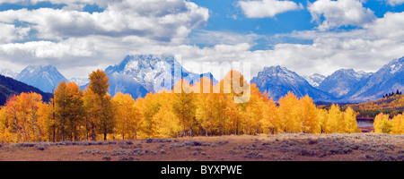 Couleur automne tremble à Oxbow Bend de la Snake River. Teton National Park, Wyoming Banque D'Images