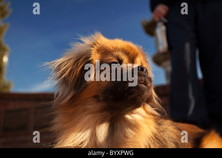 Tibetan Spaniel en soleil Banque D'Images