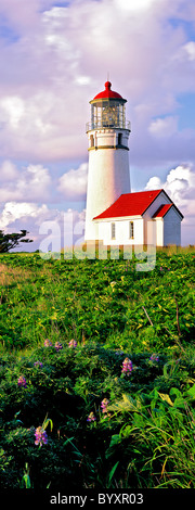 Le phare de Cape Blanco et de fleurs sauvages (lupin) avec des nuages. Oregon Banque D'Images