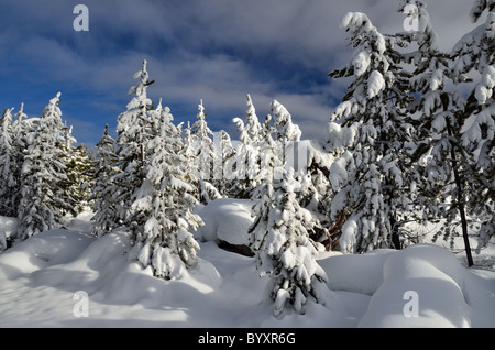 Forêt de pins tordus couverts de neige. Le Parc National de Yellowstone, Wyoming, USA. Banque D'Images