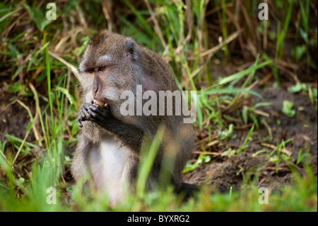 Les singes dans la forêt des singes sacrés de Padangtegal, Ubud, Bali, sont communément appelés les macaques à longue queue. Banque D'Images