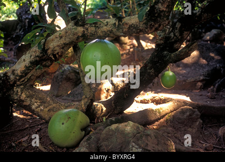 Fruit calebasse calebasse, arbre, Parc Archéologique des roches gravées, ville de Trois-Rivières, Guadeloupe, France, French West Indies Banque D'Images