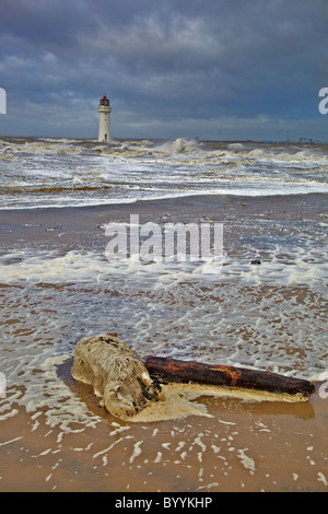Moutons morts échoués sur seashore beach. Banque D'Images