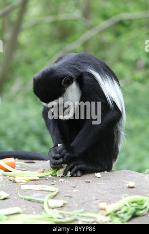 Singe Colobus noir et blanc se nourrir Banque D'Images