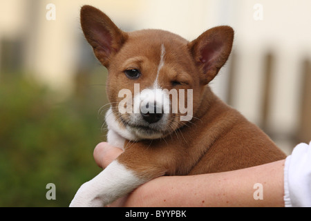Chiot Basenji Banque D'Images