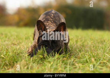 Französische Bulldogge chiot Banque D'Images