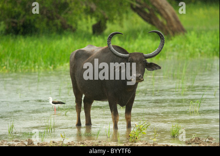 Une pluie de buffalo sauvage Parc national de Yala au Sri Lanka Banque D'Images