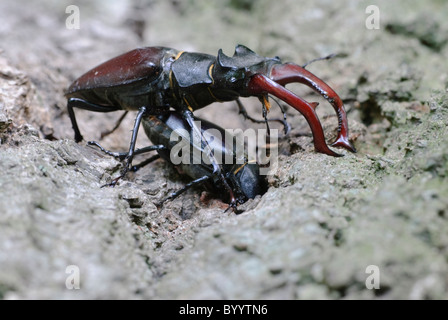 Stag beetle Lucanus cervus à parade nuptiale Banque D'Images