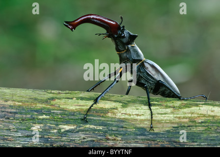 Stag beetle Lucanus cervus à parade nuptiale Banque D'Images