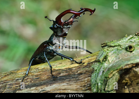Stag beetle Lucanus cervus à parade nuptiale Banque D'Images