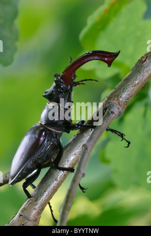 Stag beetle Lucanus cervus à parade nuptiale Banque D'Images